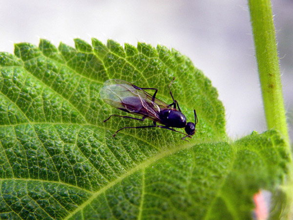 6 imenotteri (2 Mutillidae e 4 Formicidae sessuati)